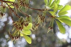 Madhuca longifolia